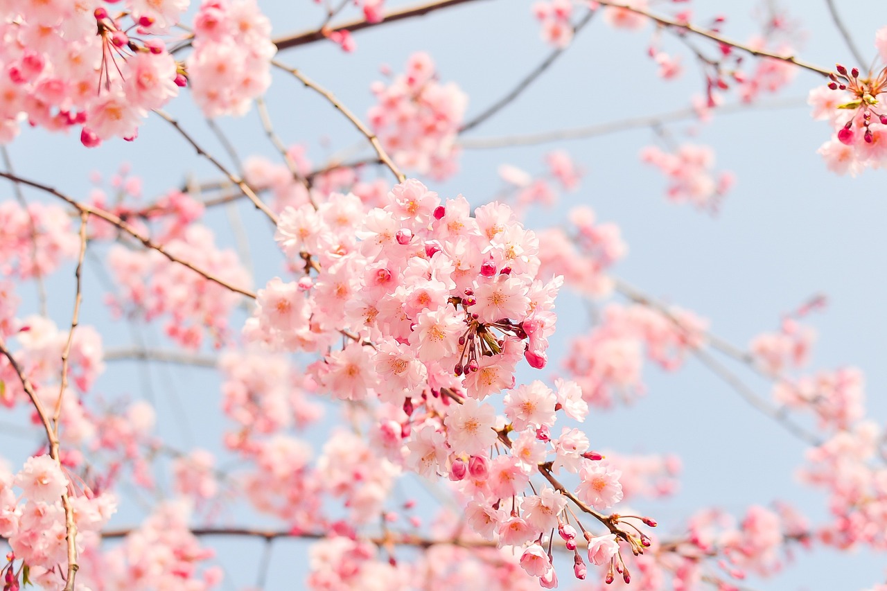 cherry-blossom-tree-g97da8f719_1280